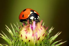 Ladybird stock image Ladybird stock image