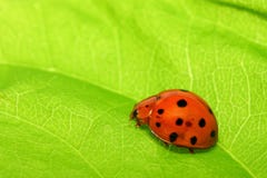 Ladybird Royalty Free Stock Photography