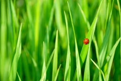 Ladybird Royalty Free Stock Images