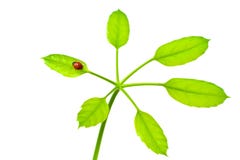 Ladybird on green isolated leaf stock photo Ladybird on green isolated leaf stock photo