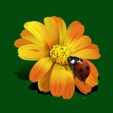 Ladybird On Flower Stock Photos