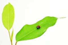 Ladybird On Green Leaf Royalty Free Stock Photos