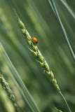 Ladybird On The Wheat Ear Royalty Free Stock Images