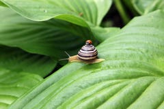 Ladybird and snail