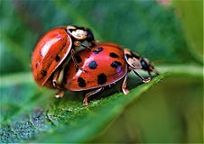 Ladybird соединяя в июне 2019 стоковое фото rf Ladybird соединяя в июне 2019 стоковое фото rf