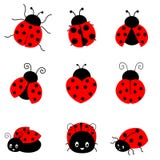 ladybug ladybug