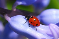 Ladybug Royalty Free Stock Photos