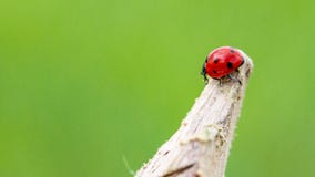 Ladybug Royalty Free Stock Photography