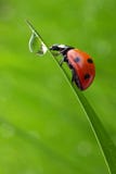Ladybug imagem de stock Ladybug imagem de stock