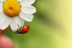 Ladybug on daisy royalty free stock photos Ladybug on daisy royalty free stock photos