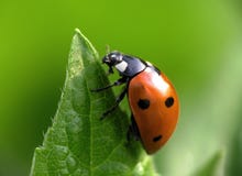 Ladybug en tapa imagen de archivo libre de regalías Ladybug en tapa imagen de archivo libre de regalías