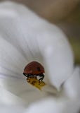 Ladybug arrived home stock images Ladybug arrived home stock images