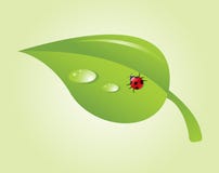 Ladybug na folha ilustração stock Ladybug na folha ilustração stock