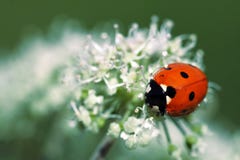 Ladybug On Flower Stock Photography