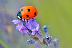 Ladybug On Lavender Flower Stock Image Ladybug On Lavender Flower Stock Image
