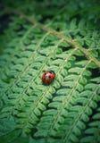 The ladybug in the plant royalty free stock image The ladybug in the plant royalty free stock image