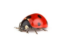 Ladybug vermelho foto de stock Ladybug vermelho foto de stock