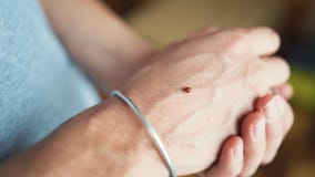 Ladybug σε διαθεσιμότητα στοκ φωτογραφίες Ladybug σε διαθεσιμότητα στοκ φωτογραφίες