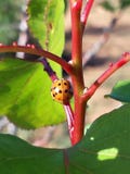 Ladybug στο μίσχο θάμνων στοκ φωτογραφίες Ladybug στο μίσχο θάμνων στοκ φωτογραφίες