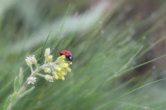 Ladybug и цветок стоковая фотография rf Ladybug и цветок стоковая фотография rf