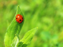 Ladybug на зеленой предпосылке конца-вверх лист стоковая фотография Ladybug на зеленой предпосылке конца-вверх лист стоковая фотография