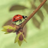 Ladybug поднимает вверх хворостина с пусканными ростии молодыми листьями на зеленой предпосылке стоковое изображение Ladybug поднимает вверх хворостина с пусканными ростии молодыми листьями на зеленой предпосылке стоковое изображение