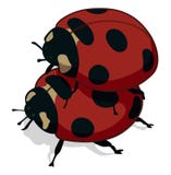 ladybugs иллюстрация вектора ladybugs иллюстрация вектора
