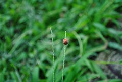 Ladybugs насекомые на Ява стоковое изображение rf Ladybugs насекомые на Ява стоковое изображение rf