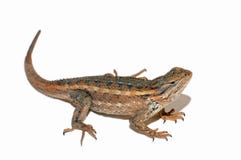 Lagarto Lagarto