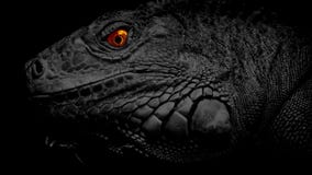 Lagarto con los ojos ardientes Lagarto con los ojos ardientes