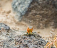 Lagarto da lava de Galápagos fotos de stock Lagarto da lava de Galápagos fotos de stock