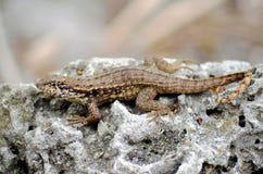 Lagarto do sagrei do Anolis de Brown Anole na rocha fotos de stock royalty free Lagarto do sagrei do Anolis de Brown Anole na rocha fotos de stock royalty free