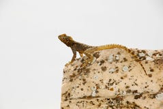 Lagarto en una piedra Imagenes de archivo Lagarto en una piedra Imagenes de archivo