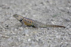 Lagarto espinoso del desierto (magister del Sceloporus) foto de archivo Lagarto espinoso del desierto (magister del Sceloporus) foto de archivo