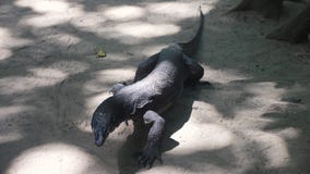 Lagarto grande del varan que camina en la playa almacen de metraje de vídeo Lagarto grande del varan que camina en la playa almacen de metraje de vídeo