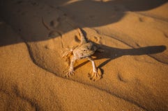 Lagarto no deserto na areia amarela fotografia de stock Lagarto no deserto na areia amarela fotografia de stock