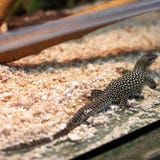 Lagarto no terrarium fotos de stock Lagarto no terrarium fotos de stock