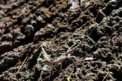 Lagarto que se coloca en una roca imagen de archivo Lagarto que se coloca en una roca imagen de archivo