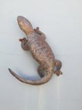 Lagarto que sube de la pared fotos de archivo Lagarto que sube de la pared fotos de archivo