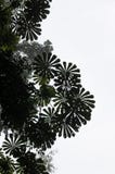 Lage hoekmening van mooie ronde bladeren van tropische boom met heldere hemel in regenwoud op Tiwai-Eiland, Sierra Leone royalty-vrije stock afbeelding Lage hoekmening van mooie ronde bladeren van tropische boom met heldere hemel in regenwoud op Tiwai-Eiland, Sierra Leone royalty-vrije stock afbeelding