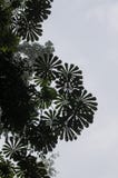 Lage hoekmening van mooie ronde bladeren van tropische boom met heldere hemel in regenwoud op Tiwai-Eiland, Sierra Leone royalty-vrije stock afbeeldingen Lage hoekmening van mooie ronde bladeren van tropische boom met heldere hemel in regenwoud op Tiwai-Eiland, Sierra Leone royalty-vrije stock afbeeldingen
