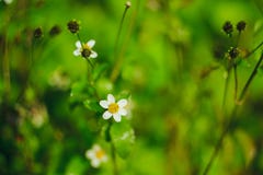 Lagknappar är en gemensam väg av blommor royaltyfri foto Lagknappar är en gemensam väg av blommor royaltyfri foto
