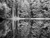 Lago Boubin Riflessione degli alberi verdi fertili della foresta primigenia di Boubin, montagne di Sumava, repubblica Ceca Fotografie Stock Lago Boubin Riflessione degli alberi verdi fertili della foresta primigenia di Boubin, montagne di Sumava, repubblica Ceca Fotografie Stock