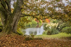 Lago de negligência da paisagem vibrante bonita de Autumn Fall Fotos de Stock Lago de negligência da paisagem vibrante bonita de Autumn Fall Fotos de Stock
