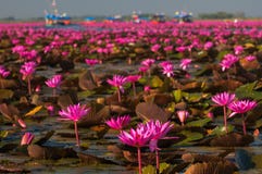 Lago del paisaje rosado del lirio de agua en la provincia de Udonthani fotografía de archivo Lago del paisaje rosado del lirio de agua en la provincia de Udonthani fotografía de archivo