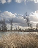 Lago ventoso con las ca?as en primero plano imágenes de archivo libres de regalías Lago ventoso con las ca?as en primero plano imágenes de archivo libres de regalías
