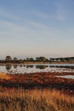 Lagoon surrounded by reddish vegetation that is reflected in the flat water at dawn in Sardinia royalty free stock photos Lagoon surrounded by reddish vegetation that is reflected in the flat water at dawn in Sardinia royalty free stock photos