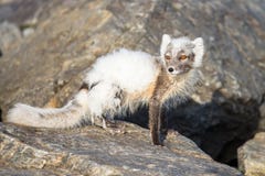 Lagopus do Vulpes da raposa ?rtica igualmente conhecido como a raposa polar no ver?o imagem de stock Lagopus do Vulpes da raposa ?rtica igualmente conhecido como a raposa polar no ver?o imagem de stock