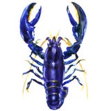 Lagostas ou lagosta azul, alleni de Procambarus, lagosta azul elétrica, Florida cray, isolada, ilustração da aquarela ilustração do vetor Lagostas ou lagosta azul, alleni de Procambarus, lagosta azul elétrica, Florida cray, isolada, ilustração da aquarela ilustração do vetor
