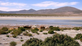 Laguna dans le Bolivien Altiplano, Amérique du Sud images stock Laguna dans le Bolivien Altiplano, Amérique du Sud images stock